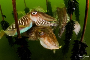 Time of the cuttlefish, Zeeland, The Netherlands. by Filip Staes 